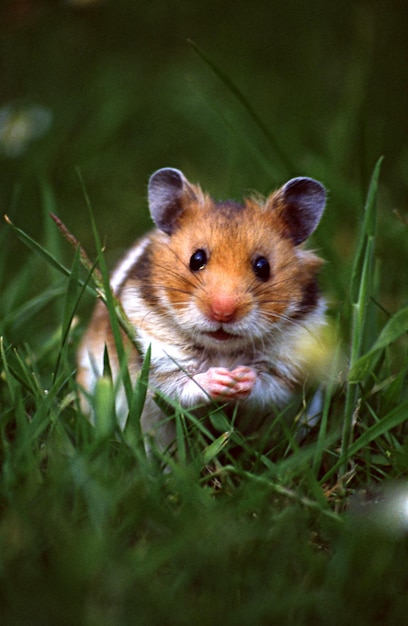 Hamster en un jardín