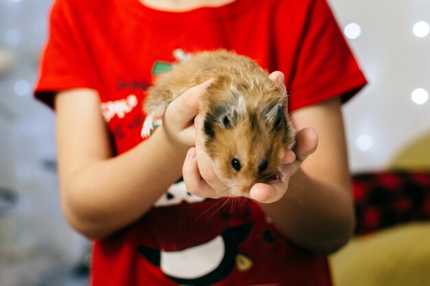 Foto hamster en las manos de un niño