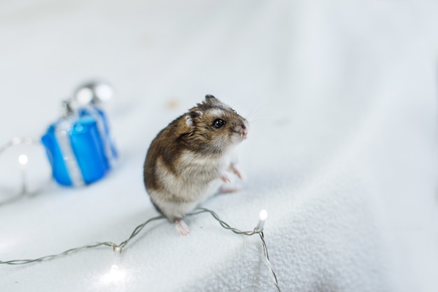 Hamster mit Weihnachtsgirlande und Geschenkbox sitzt auf hellblauem Holzhintergrund