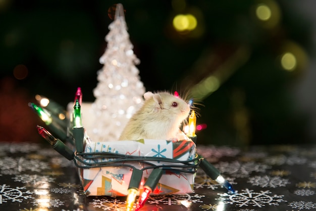 Hamster na árvore de natal