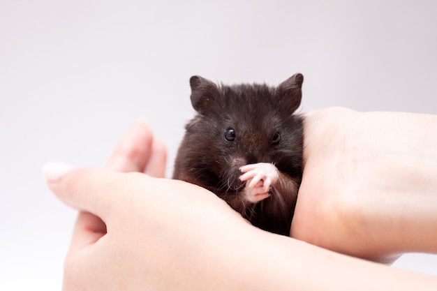 Hamster preto lavando nas mãos da menina.