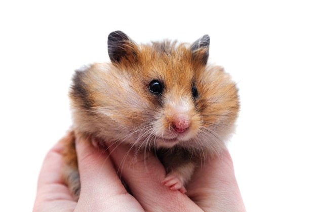 Hamster sírio com as bochechas cheias de comida em mãos femininas em um plano de fundo branco, emoções diferentes