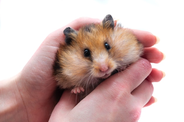 Hamster sírio com as bochechas cheias de comida em mãos femininas em um plano de fundo branco, emoções diferentes