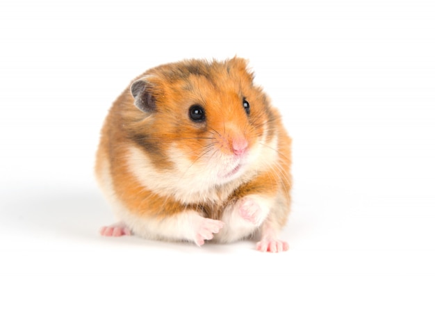 Hamster sírio com medo em um fundo branco