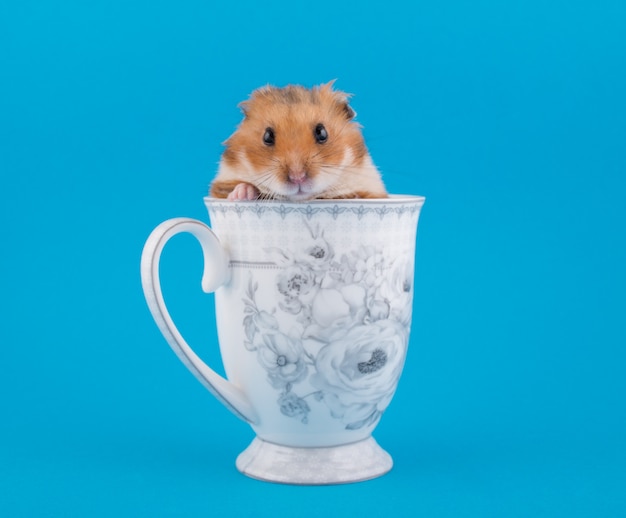 Hamster sírio, espiando de uma xícara de chá