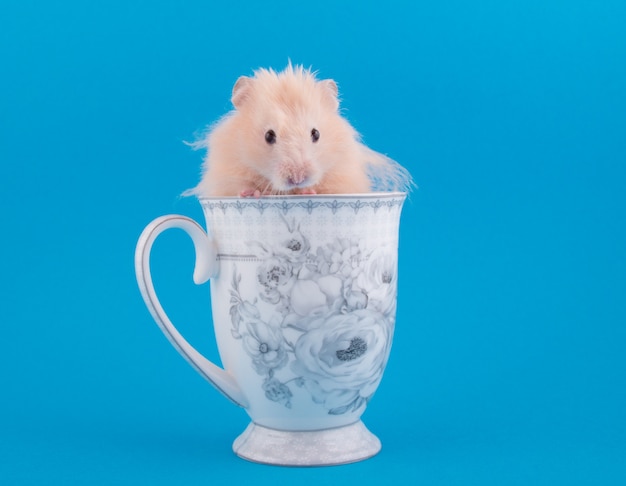 Hamster sírio, espreitando de uma xícara de chá