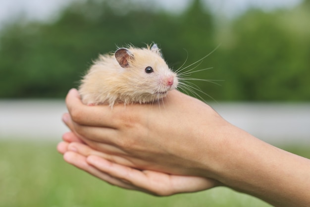 Foto hamster sírio fofo dourado nas mãos de uma garota