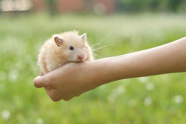 Hamster sírio fofo dourado nas mãos de uma menina, fundo verde gramado, copie o espaço