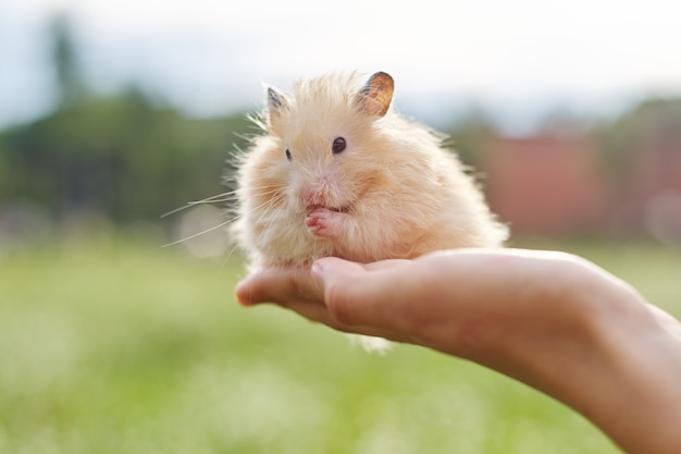 Hamster sírio fofo dourado nas mãos de uma menina, fundo verde gramado, copie o espaço