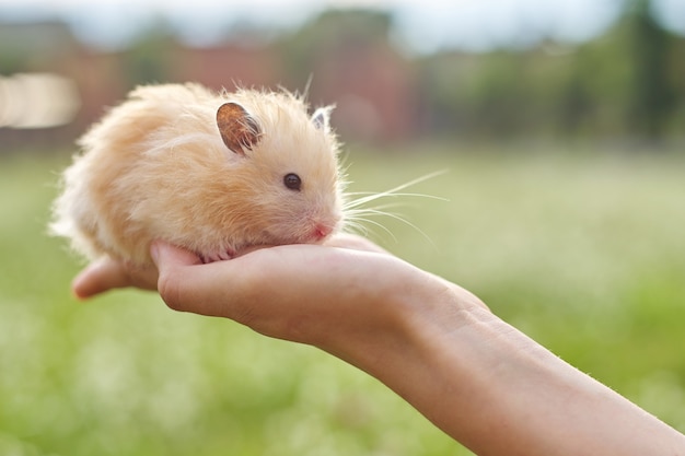 Hamster sírio fofo dourado nas mãos de uma menina, gramado verde