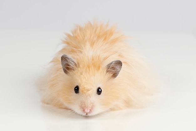 Hamster sírio fofo em um fundo claro
