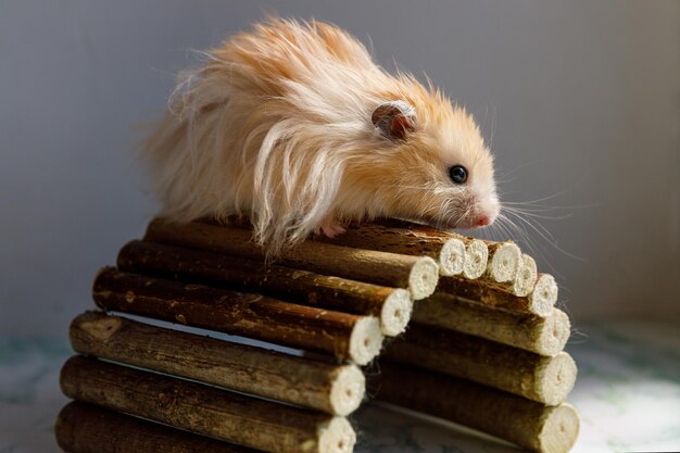 Hamster sírio fofo senta-se em uma ponte decorativa de madeira