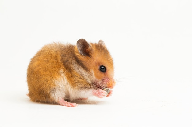 Hamster sírio Mesocricetus auratus isolado em um fundo branco