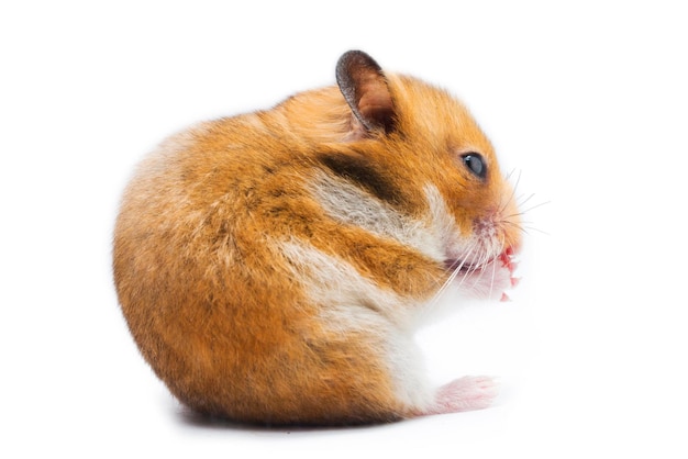 Hamster sírio mesocricetus auratus isolado em um fundo branco