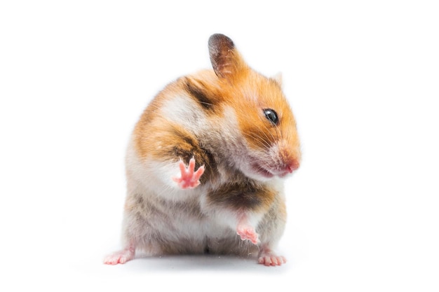 Hamster sírio Mesocricetus auratus isolado em um fundo branco