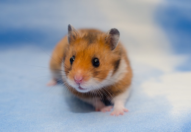 Hamster sírio minúsculo bonito sobre um fundo azul brilhante