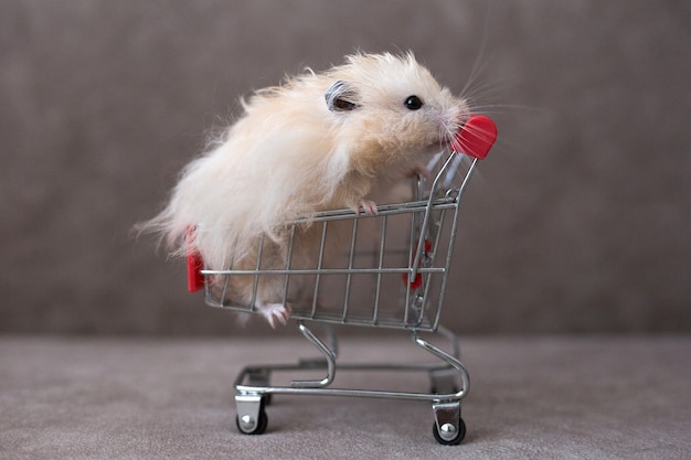 Hamster sírio no carrinho de compras no fundo marrom