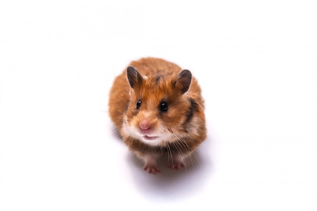 Hamster sírio ruivo em um branco