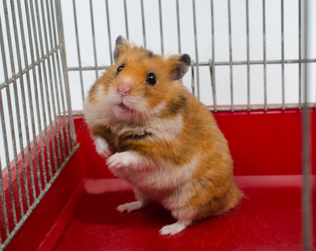 Hamster sírio sentado em uma gaiola