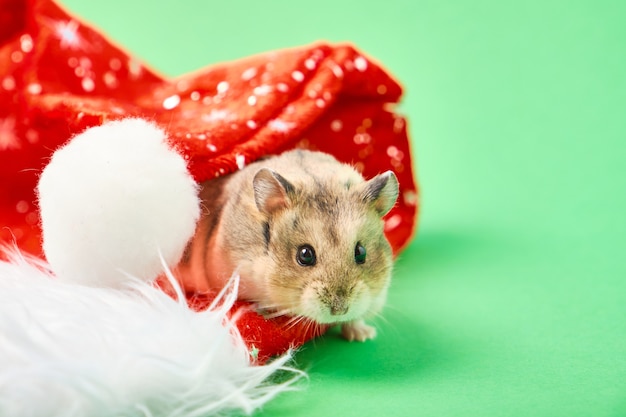 Hamster und rote Weihnachtsmütze auf grünem Hintergrund