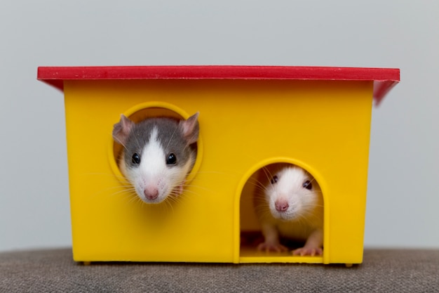 hamsters curiosos mansos engraçados brancos e cinzentos engraçados