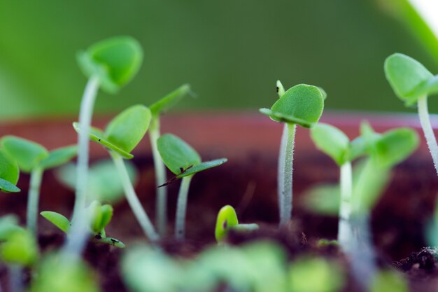 Foto han brotado brotes de albahaca en el suelo