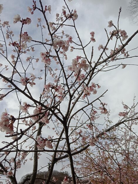 Hanami sakura flor verano en Japón