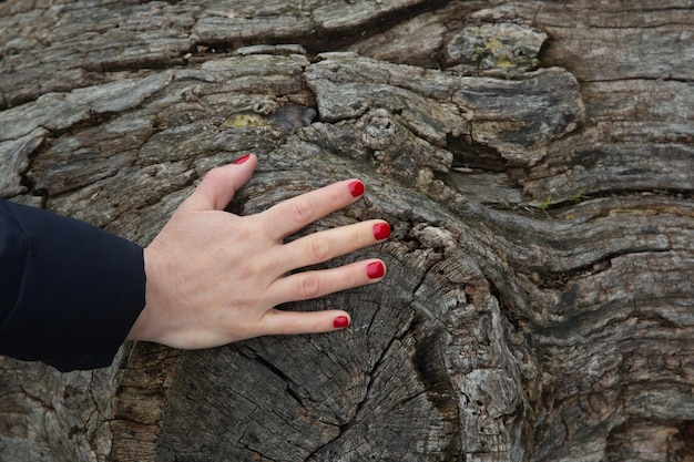 Hand berührt Baum