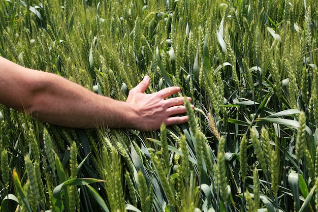 Hand berührt Gras