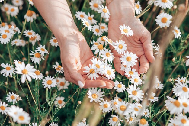 Hand der Frau, die frische weiße Gänseblümchen in der grünen Wiese im Hintergrund hält, Nahaufnahmefoto