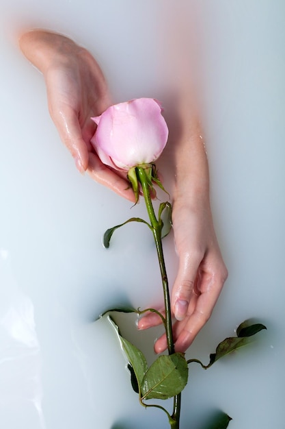 Hand der Frau, die Rose in Wasser mit Milch nimmt