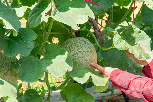 Hand der Frau mit Melone im Garten MelonenfarmMelonen im GartenMelonenfrüchte und Melonenpflanzen in einem Gemüsegarten