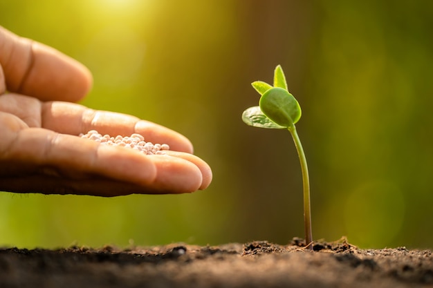 Hand, der jungen grünen Spross, der im Boden auf grüner Naturunschärfe wächst, Dünger gibt