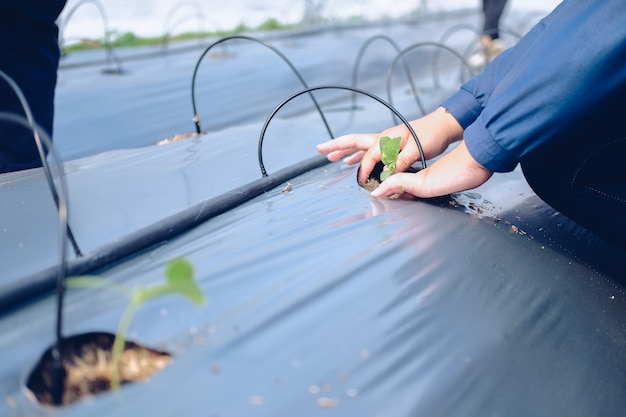 Hand, der Melonenpflanzenbaumsämling sprießt