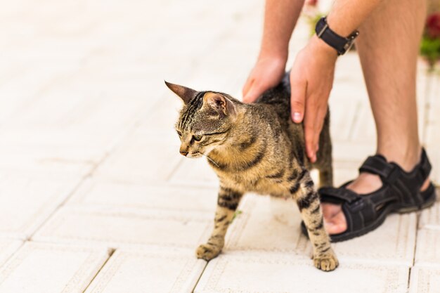 Hand der Person, die Katze streichelt.