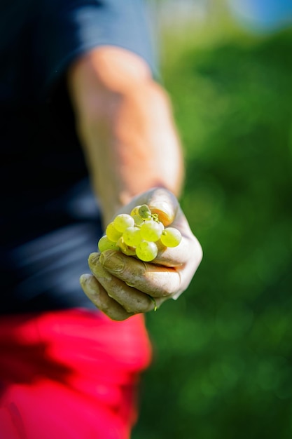 Hand des Bauern, der im Sommer weiße Trauben auf dem Weinberg hält. Winzer, der auf einer Weinfarm arbeitet. Landschaft mit Person in ländlicher Landschaft. Feldweingut und Ernte. Weinrebe im Weingarten.