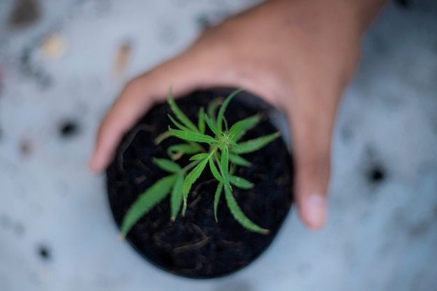 Hand des Bauern hält einen Topf mit Marihuana-Setzlingen auf dem Boden.