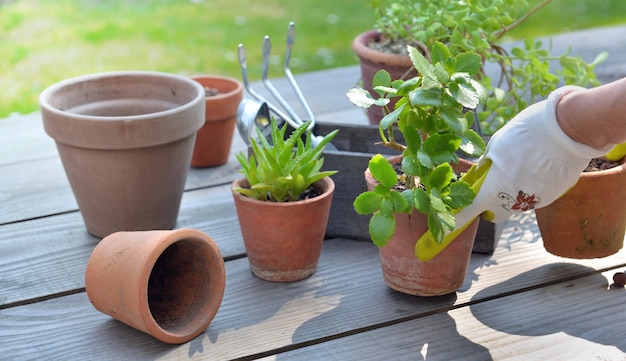 Hand des Gärtners, der saftige Pflanze auf einem Tisch im Garten vergießt