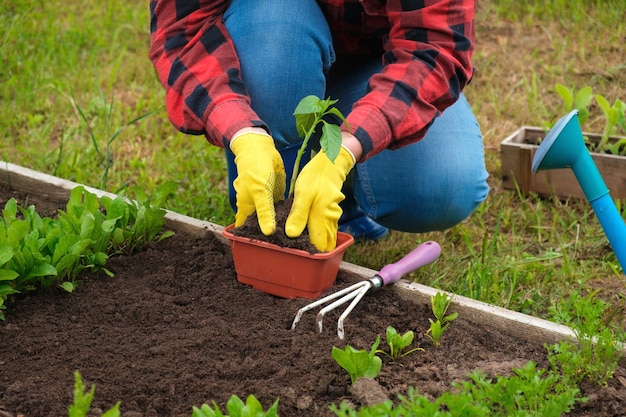 Hand des Gärtners Gemüsepflanze in fruchtbaren Böden gelbe Handschuhe rotes Hemd Bauer Bio-Anbau