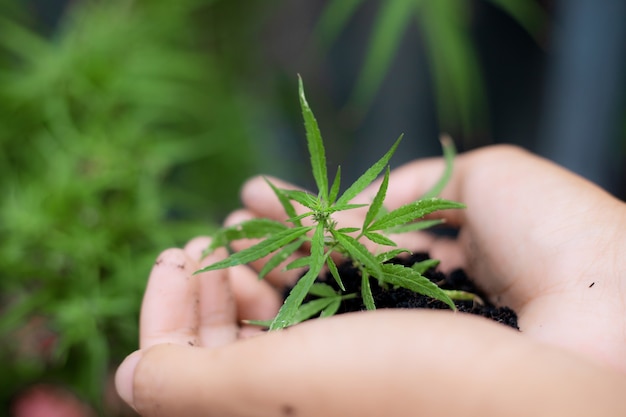 Hand des Gärtners hält Cannabis bereit zum Pflanzen.