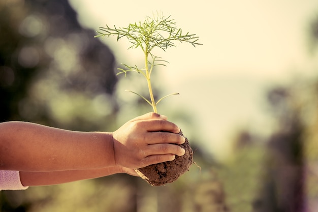 Hand des kleinen Mädchens, die jungen Baum hält