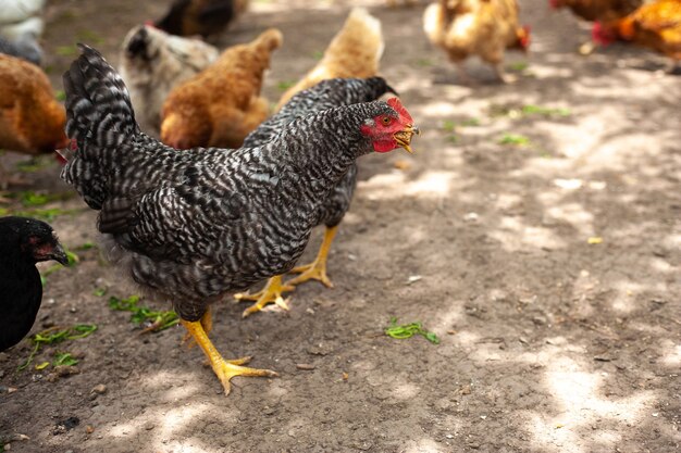 Hand des Landwirts, der Huhn mit Getreide auf dem Bauernhof im Freien füttert