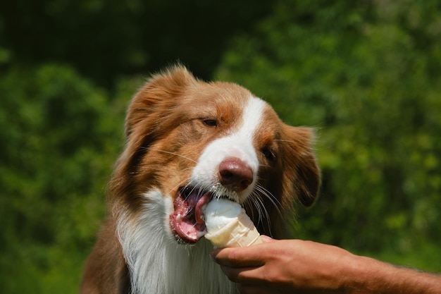 Hand des männlichen Haustierbesitzers hält Eis für den Hund Das Konzept der schädlichen und süßen Nahrung für Haustiere