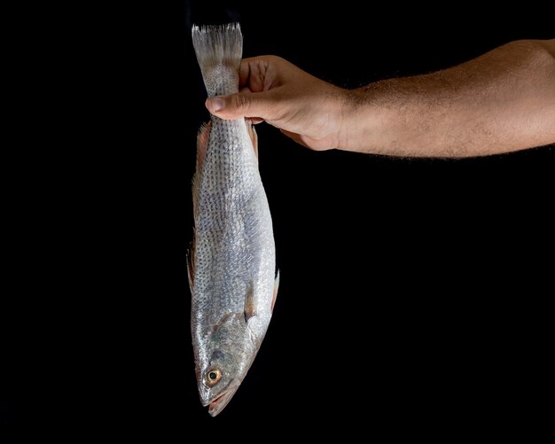 Hand des Mannes frische rohe Corvina-Fische auf Schwarzem halten