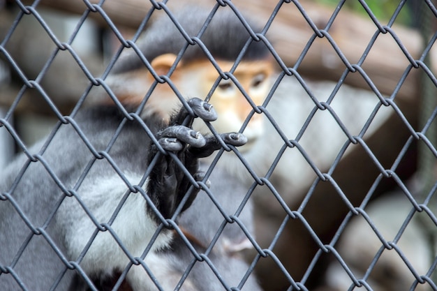 Hand des roten Langur-Affen im Käfig hautnah