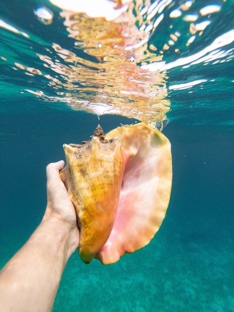 Hand des Schnorchelmannes, der ein riesiges Muschel-Unterwasserkonzept der Reiseberufung und des Abenteuers hält