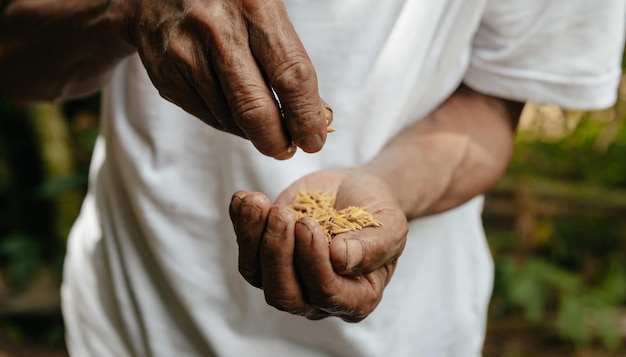 Hand, die auf Saatgut hält SeedingSeedlingAgriculture Reissamen