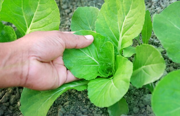 Hand, die Bio-Bok Choi im Garten hält