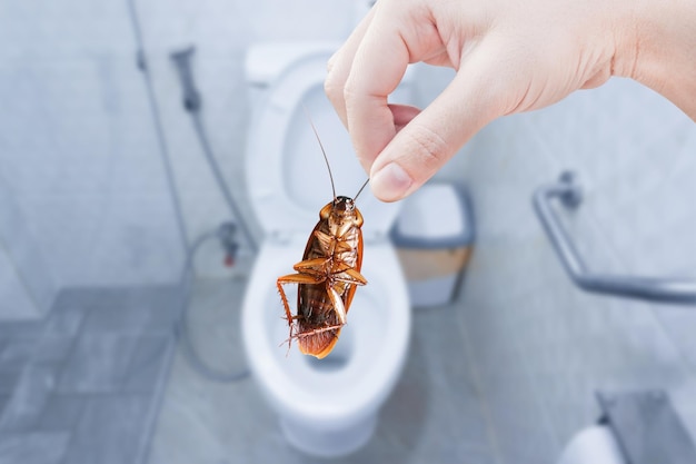 Hand, die braune Kakerlake auf Toilettenhintergrund hält, eliminiert Kakerlaken in der Toilette Kakerlaken als Krankheitsüberträger