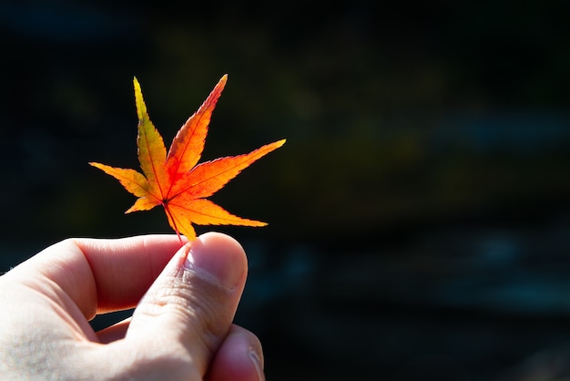 Hand, die buntes Herbstblatt hält